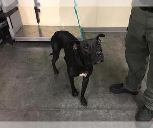 Labrador Retriever-Unknown Mix Dogs for adoption in Orange, CA, USA