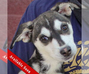 German Shepherd Dog-Huskies Mix Dogs for adoption in Huntley, IL, USA