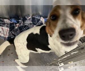 Beagle-Unknown Mix Dogs for adoption in Tavares, FL, USA