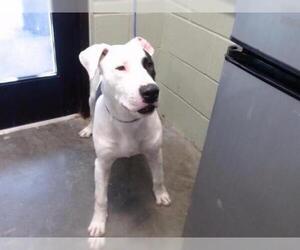 Daniff Dogs for adoption in Tulsa, OK, USA