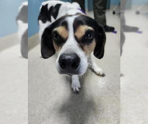 Beagle-Unknown Mix Dogs for adoption in Newton, NC, USA