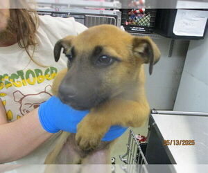 German Shepherd Dog-Unknown Mix Dogs for adoption in Oklahoma City, OK, USA
