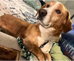 Basset Hound-Unknown Mix Dogs for adoption in Seven Valleys, PA, USA