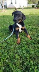 Medium Photo #3 Collie-Labrador Retriever Mix Puppy For Sale in Scottsboro, AL, USA