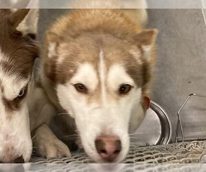 Siberian Husky Dogs for adoption in Tavares, FL, USA