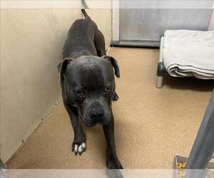 Mutt Dogs for adoption in Martinez, CA, USA