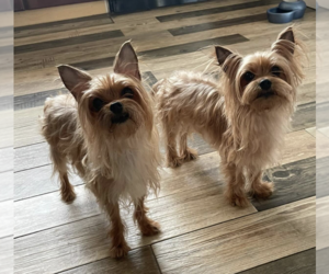 Mutt Dogs for adoption in Brooklyn, NY, USA