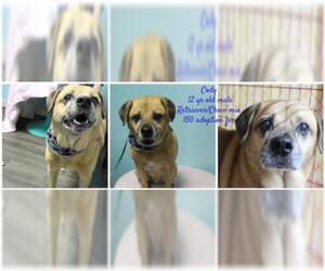 Chow Chow-Retriever  Mix Dogs for adoption in Jefferson City, TN, USA