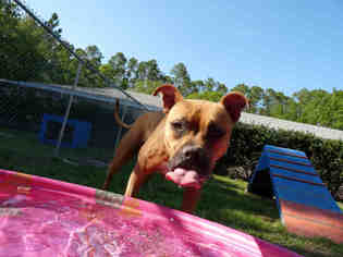 Boxer Dogs for adoption in Gainesville, FL, USA