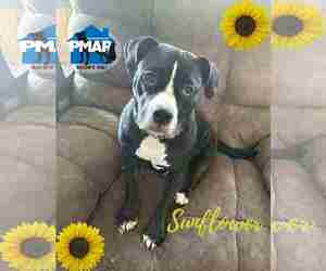 American Pit Bull Terrier-Unknown Mix Dogs for adoption in Binghamton, NY, USA