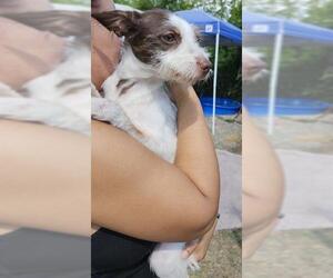 Mutt Dogs for adoption in San Antonio, TX, USA