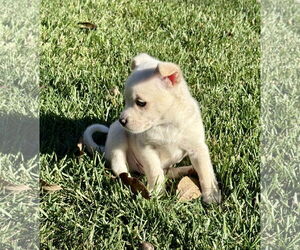 Chihuahua-Unknown Mix Dogs for adoption in Plainfield, IL, USA