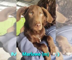 Labrador Retriever Dogs for adoption in Pembroke, GA, USA