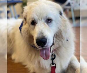 Great Pyrenees Dogs for adoption in Dallas, TX, USA