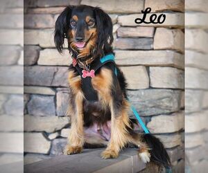 Colonial Cocker Spaniel-Unknown Mix Dogs for adoption in Tustin, CA, USA