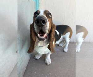 Basset Hound Dogs for adoption in Phoenix, AZ, USA
