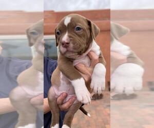 American Pit Bull Terrier-Unknown Mix Dogs for adoption in Albuquerque, NM, USA