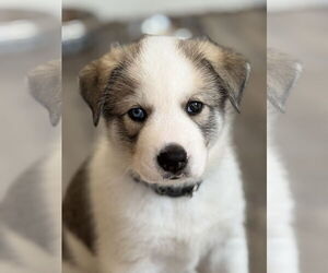 Labrador Retriever-Unknown Mix Dogs for adoption in San Diego, CA, USA
