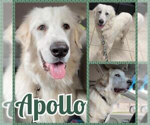 Great Pyrenees Dogs for adoption in Lawton, OK, USA