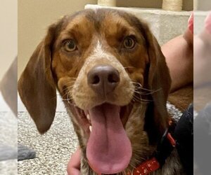 Beagle Dogs for adoption in Tipton, IN, USA
