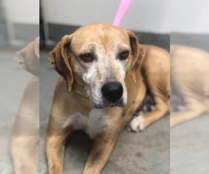 Labrador Retriever Dogs for adoption in New York, NY, USA