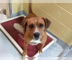 Bogle Dogs for adoption in Tulsa, OK, USA