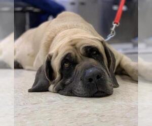 Mastiff Dogs for adoption in Rosenberg, TX, USA