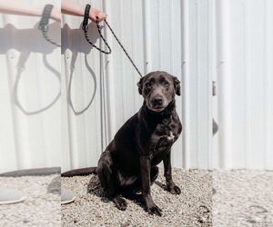 Labmaraner Dogs for adoption in Aurora, IN, USA