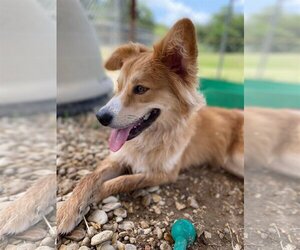 Australian Shepherd Dogs for adoption in Waco, TX, USA