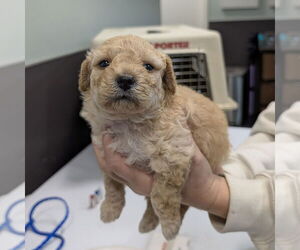 Mutt Dogs for adoption in Chico, CA, USA