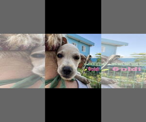 Chihuahua-Unknown Mix Dogs for adoption in NYC, NY, USA