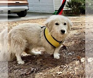 Golden Pyrenees Dogs for adoption in Spring Lake, NC, USA