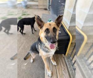 Medium Photo #1 German Shepherd Dog Puppy For Sale in Riverside, CA, USA