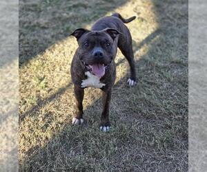 American Staffordshire Terrier-Bulldog Mix Dogs for adoption in Temple, TX, USA
