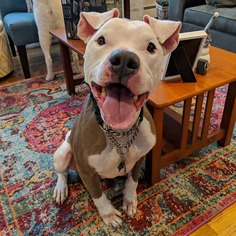 American Pit Bull Terrier-American Staffordshire Terrier Mix Dogs for adoption in Brooklyn, NY, USA