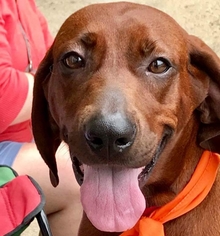 Redbone Coonhound Dogs for adoption in Fairfax, VA, USA
