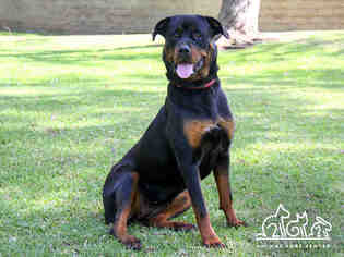 Rottweiler Dogs for adoption in Irvine, CA, USA