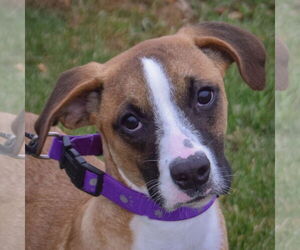 American Staffordshire Terrier-Boxer Mix Dogs for adoption in Huntley, IL, USA