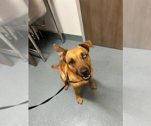 Labrador Retriever-Unknown Mix Dogs for adoption in Baytown, TX, USA
