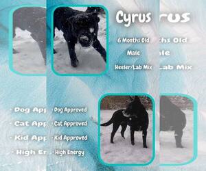 Labrador Retriever-Unknown Mix Dogs for adoption in Jacksonville, NC, USA