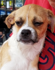 Puggle Dogs for adoption in Surprise , AZ, USA