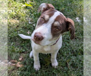 Staffordshire Bull Terrier-Unknown Mix Dogs for adoption in Brooklyn Center, MN, USA