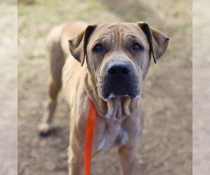 American Staffordshire Terrier-Unknown Mix Dogs for adoption in San Antonio, TX, USA