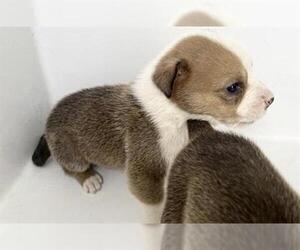 Labrador Retriever Dogs for adoption in Houston, TX, USA
