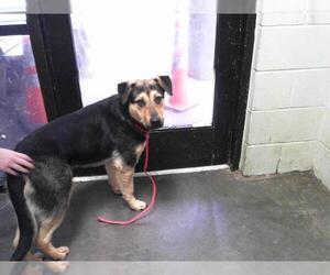 German Shepherd Dog-Unknown Mix Dogs for adoption in Tulsa, OK, USA