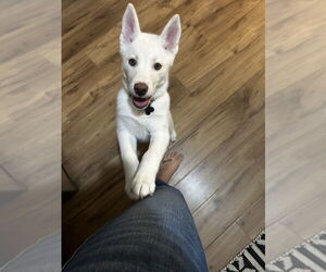 Huskies -Unknown Mix Dogs for adoption in Plymouth, MN, USA