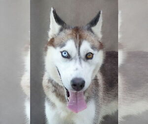 Siberian Husky Dogs for adoption in Pasadena, CA, USA