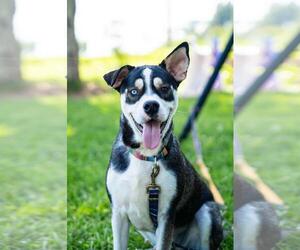 Huskies -Unknown Mix Dogs for adoption in Parker Ford, PA, USA