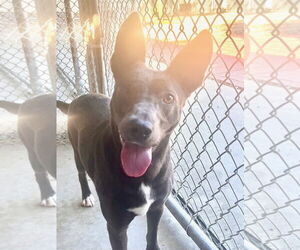 Mutt Dogs for adoption in Hilton Head, SC, USA