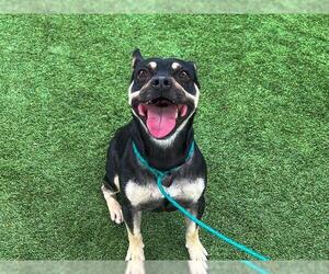 French Bulldog-Unknown Mix Dogs for adoption in Orange, CA, USA